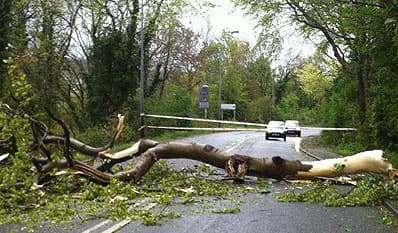 Fallen Tree